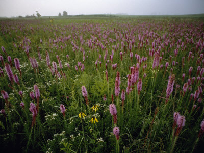 Scenic View of a Field of Wildflowers