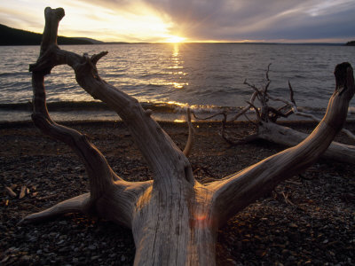 Buy Driftwood Along the Shoreline of Yellowstone Lake at AllPosters.com