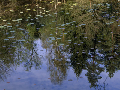 Trees in Fresh Spring Foliage Casting Reflections in Calm Pond Water
