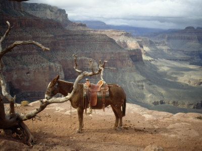 Buy Saddled Mule and Scenic View of the Grand Canyon at AllPosters.com