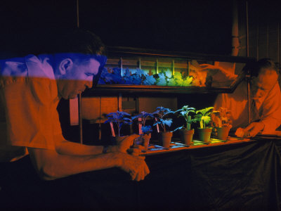 Buy Scientists Study the Effects of Light on Plant Life Cycles at AllPosters.com