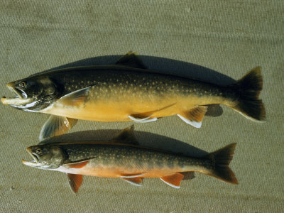 Close-up of Two Male Golden Trout Fish in their Breeding Season Color