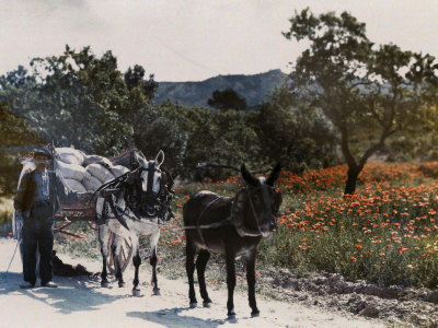 Buy Man Stands Next to His Cart Pulled by Two Donkeys at AllPosters.com