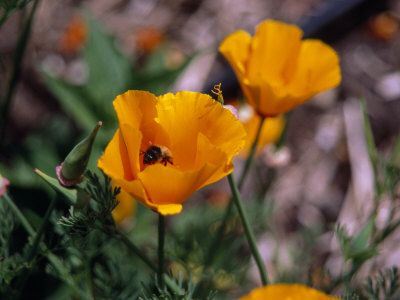 Buy Bee Drinking from a California Poppy at AllPosters.com