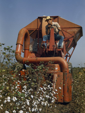 Buy Farmer Drives a Mechanical Picker Through a Cotton Field at AllPosters.com