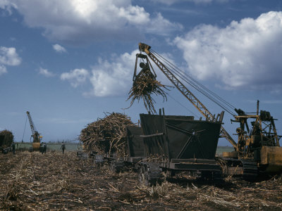 Buy Steel Claws on Crane Load Bunches of Sugar Cane into Tractor Wagons at AllPosters.com