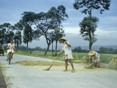 Buy Farmer Sweeps Rice on Cement Road, Letting Passing Traffic Thresh It at AllPosters.com