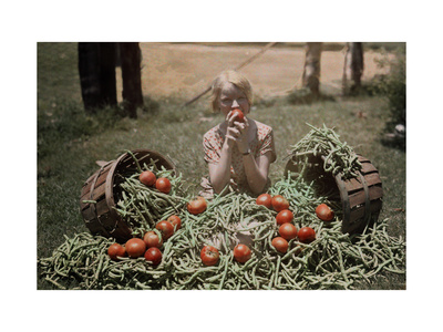 Buy Girl Eating a Tomato, Sits Among the Vegetables from a Garden at AllPosters.com
