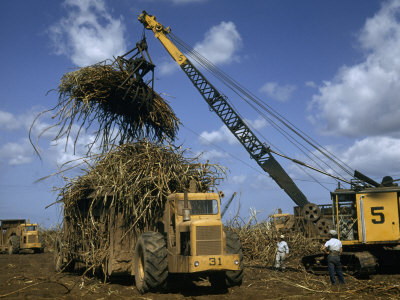 Men Watch Crane with Grab Attachment Load Sugar Cane into Hauler