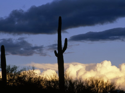 Two Saguaro Cactus (Carnegeia Gigantea) Stand in Twilight
