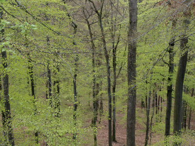 Delicate Light Green Foliage on Beech Trees in Early the Spring