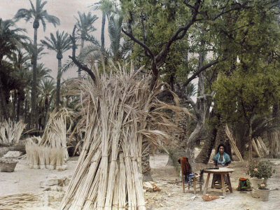 Buy Leaves from Feather-Topped Trees are Set Aside for Basket Making at AllPosters.com