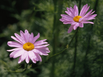 Buy Pair of Delicate Pink Daisies at AllPosters.com