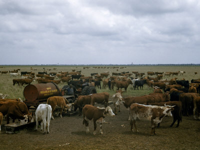Buy Man Watches Cattle Eat Feed Delivered from Tractor-Pulled Tank at AllPosters.com