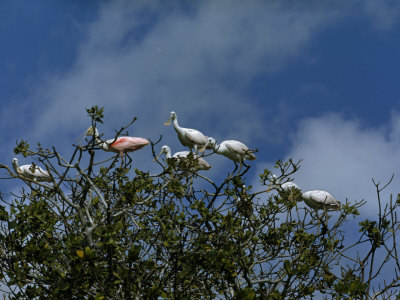 Buy Roseate Spoonbills Perch in the Crown of a Mangrove Tree at AllPosters.com