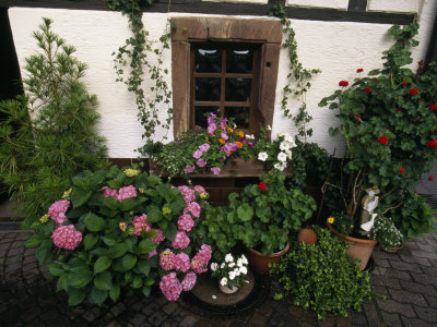 Buy Potted Plants and Vines Create a Colorful Garden around a Window at AllPosters.com