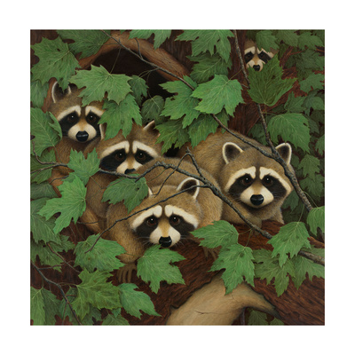Family of Raccoons