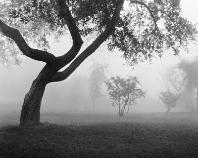 Buy Into the Mist at AllPosters.com
