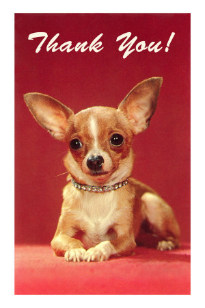 Thank You, Chihuahua