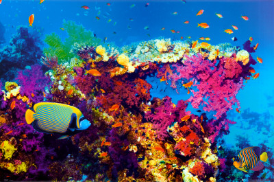 Buy Fish and Coral at AllPosters.com