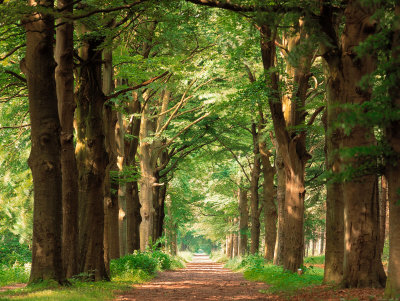 Forest Path