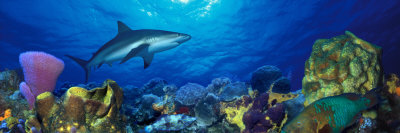 Caribbean Reef Shark Rainbow Parrotfish in the Sea