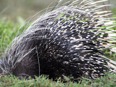 Buy Close-Up of a Porcupine, Ndutu, Ngorongoro, Tanzania at AllPosters.com