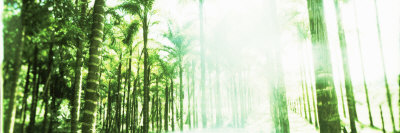 Buy Palm Trees in a Forest, Arenal Region, Costa Rica at AllPosters.com