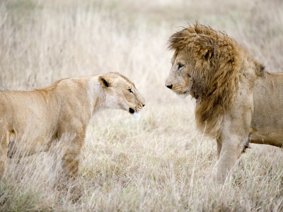 Lion and a Lioness Standing Face to Face in a Forest, Ngorongoro Crater, Ngorongoro, Tanzania