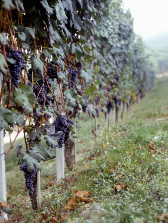 Bunches of Grapes Growing in a Vineyard, Barbaresco Docg, Piedmont, Italy