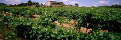 Vine Crop in a Field, Vilafranca Del Penedes, Catalonia, Spain