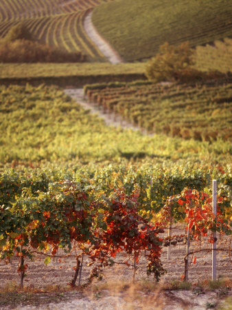 Vineyards, Barbaresco Docg, Piedmont, Italy