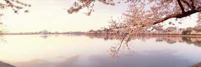 Cherry Blossoms at the Lakeside, Washington DC, USA