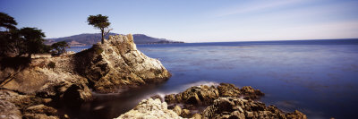Cypress Tree at the Coast, the Lone Cypress, 17 Mile Drive, Carmel, California, USA