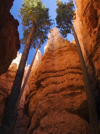 Utah, Bryce Canyon National Park, Douglas Fir Trees in Slot Canyon, USA