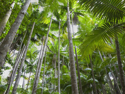 Queensland, Fraser Island, Tropical Palms in the Rainforest Area of Wanggoolba Creek, Australia