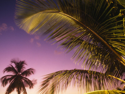 Buy St Lucia, Sunset Through Palms on the Island of St Lucia, Caribbean at AllPosters.com
