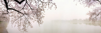Buy Cherry Blossoms at the Lakeside, Washington DC, USA at AllPosters.com