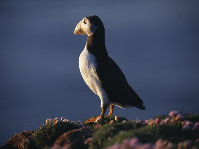 Puffin on Sea Cliffs, Scotland