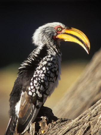 Southern Yellow Hornbill