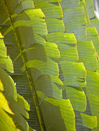 Plants and Vegetation of the Crocker Range Rainforest in Sabah, Borneo