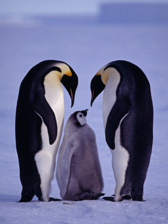 Weddell Sea, Riiser-Larsen Ice Shelf, Emperor Penguins and Chick, Antarctica