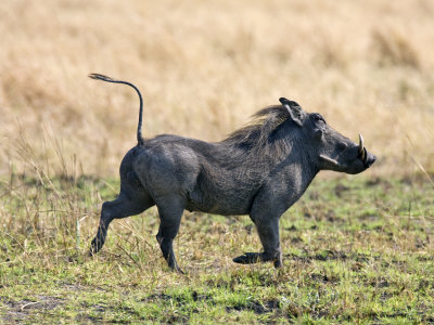 Buy Katavi National Park, A Warthog Runs with its Tail in the Air, Tanzania at AllPosters.com