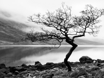 Solitary Tree on the Shore of Loch Etive, Highlands, Scotland, UK