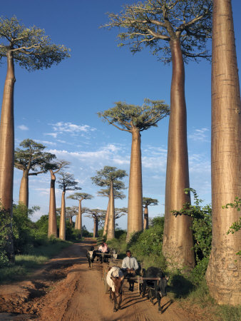 Buy Avenue of Baobabs with Ox-Drawn Carts at AllPosters.com
