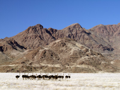 Flock of Ostriches in Beautiful Mountain Scenery in the Namib-Naukluft National Park