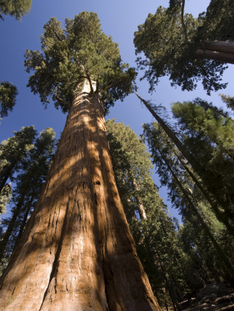 California, Sequoia National Park ...