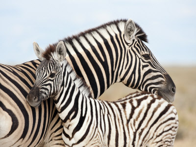 Buy Burchell's Zebra, with Foal, Etosha National Park, Namibia, Africa at AllPosters.com