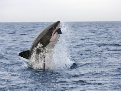 Buy Great White Shark, Breaching to Decoy, Seal Island, False Bay, Cape Town at AllPosters.com