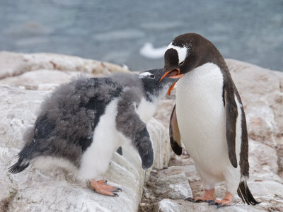 Gentoo Penguin Feeding Chick, Neko Harbour, Antarctic Peninsula, Antarctica, Polar Regions